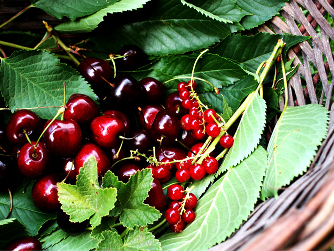 louiseblanche-cerises.jpg